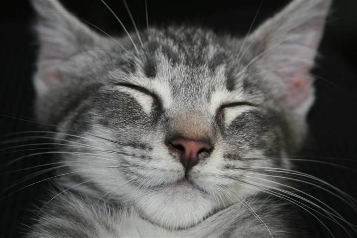 Blanding af racer Pjuske billede 11