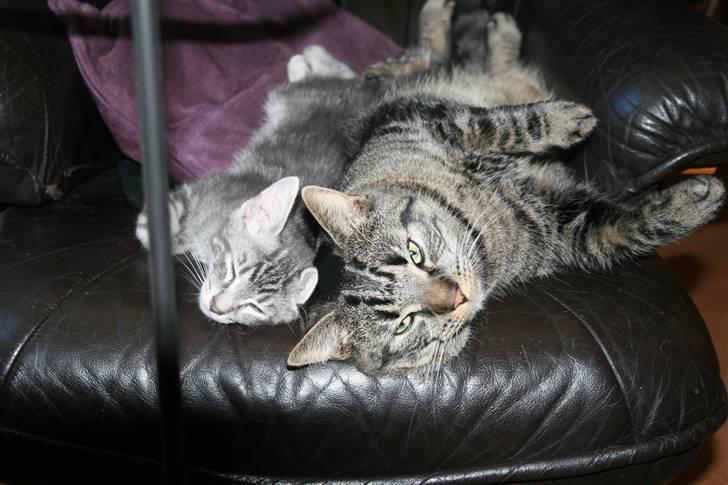 Blanding af racer Pjuske - Selvom der er forskel på os 2, så er vi gode venner kan du tro! ;) billede 12