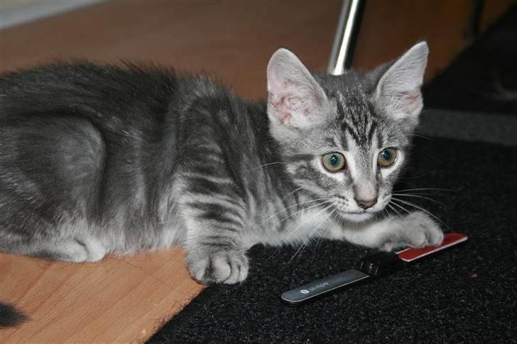 Blanding af racer Pjuske - Jeg sørger selv for at pleje mine negle ;) billede 13