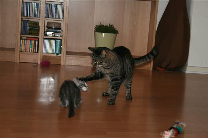 Blanding af racer Pjuske - Pjuske bliver døbt *g* billede 14