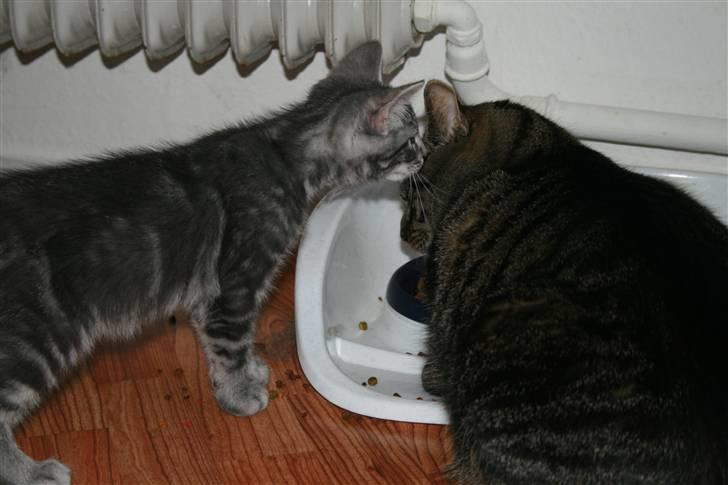 Blanding af racer Pjuske billede 15