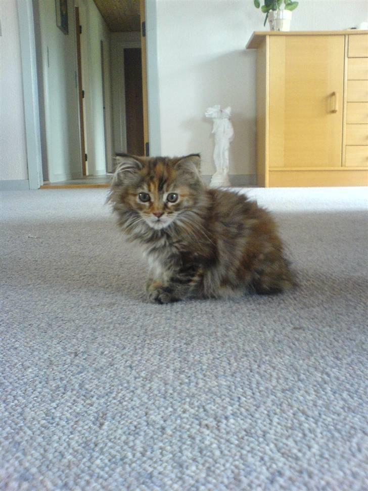 Maine Coon sille *DØD* - sød lille mis<3 billede 9