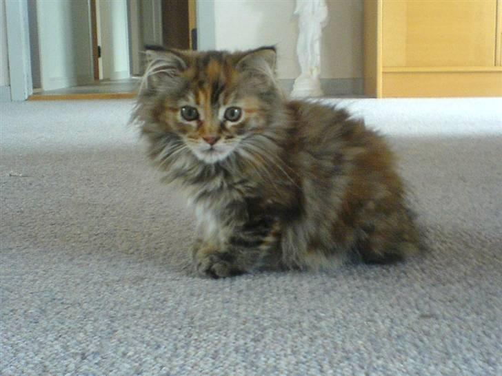 Maine Coon sille *DØD* - er hun ik sød billede 10