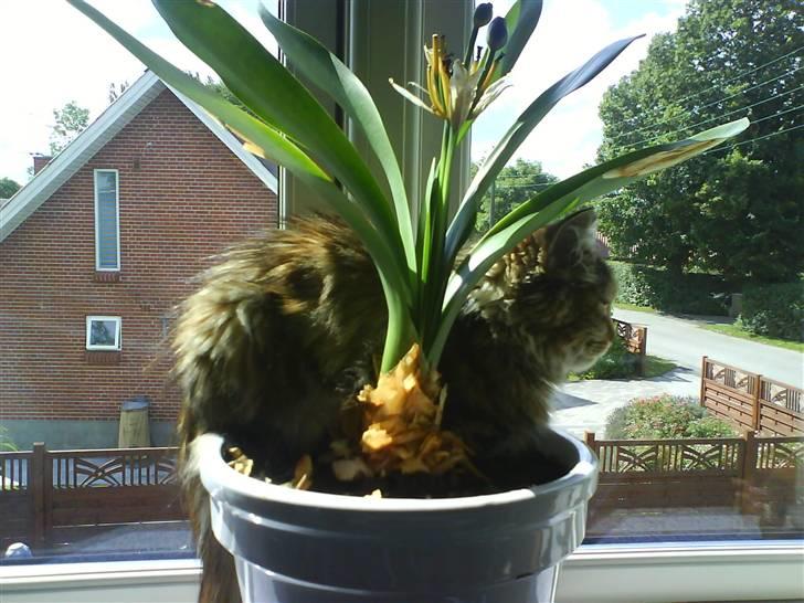 Maine Coon sille *DØD* - ja lige i solen:) billede 11