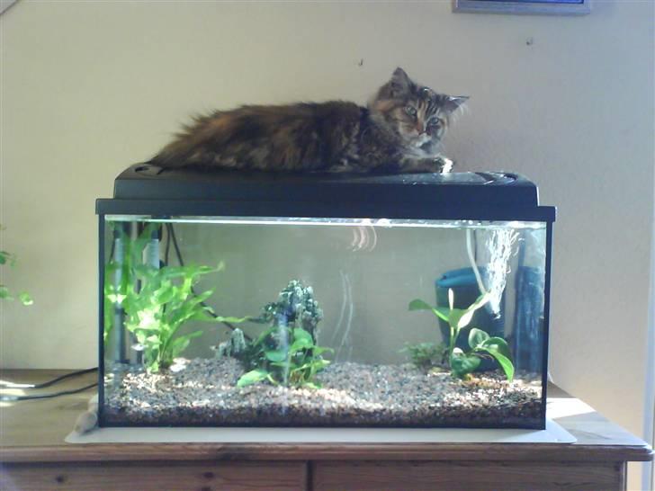 Maine Coon sille *DØD* - uhh her eer dejlig varmt:3 billede 12