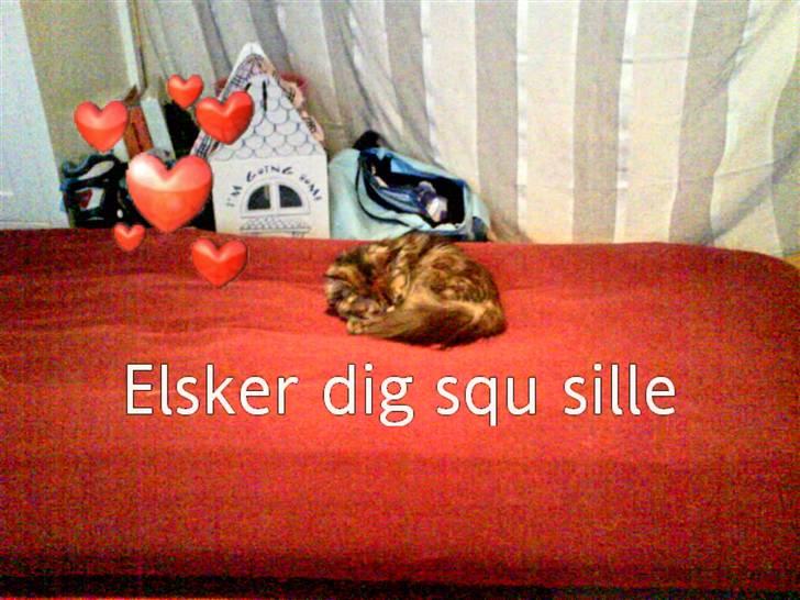 Maine Coon sille *DØD* - ja elsker dig misseskath billede 13