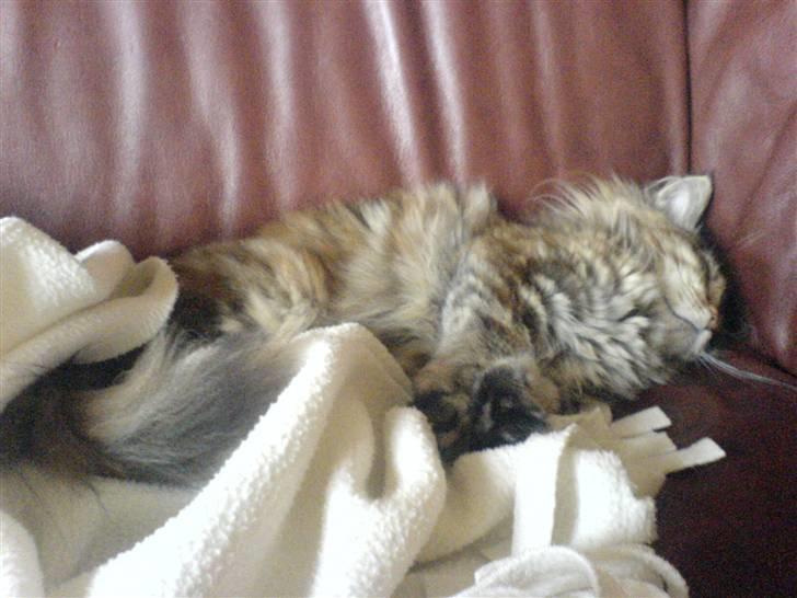 Maine Coon sille *DØD* - der ramte hun lige en solståle:) billede 14