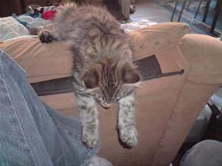 Maine Coon DK Skovlycoon Cassius R.I.P. - han faldt i søvn imens han sad og fulgte hvad jeg lavede på min pc gg billede 11