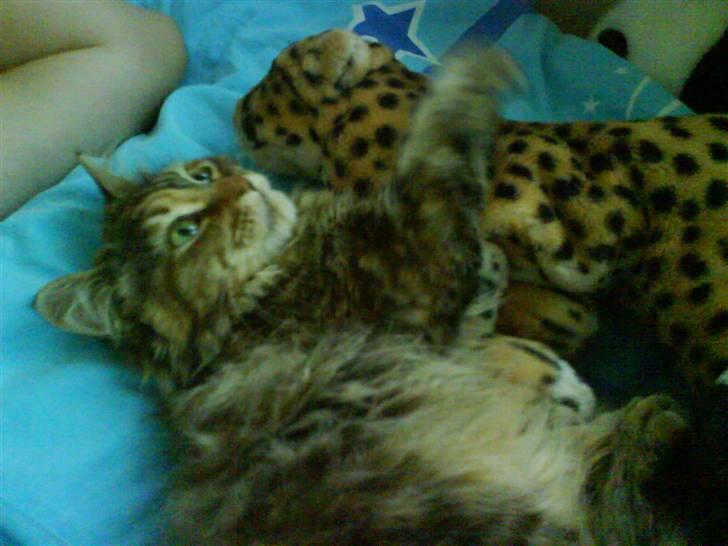 Maine Coon sille *DØD* - hun kan godt lide min kusines bamse:) billede 15