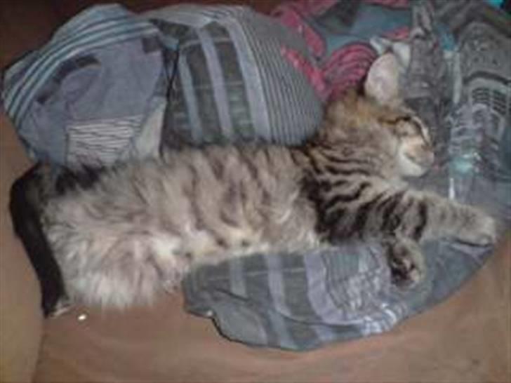 Maine Coon DK Skovlycoon Cassius R.I.P. - en meget træt misser billede 12