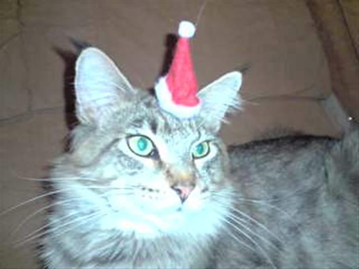 Maine Coon DK Skovlycoon Cassius R.I.P. - julemissen billede 14