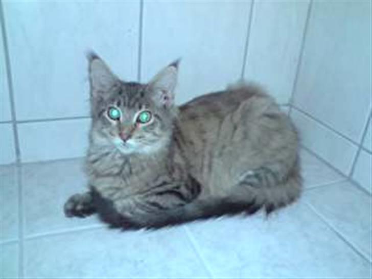 Maine Coon DK Skovlycoon Cassius R.I.P. - Cassius i badeværelset billede 15