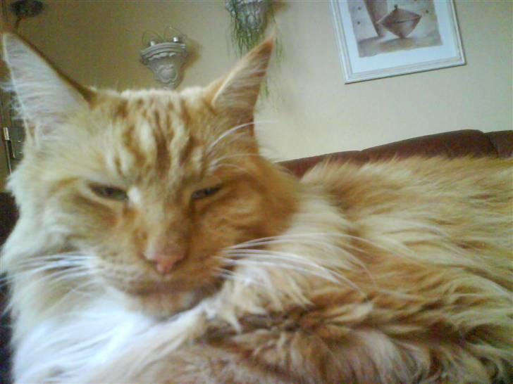 Maine Coon samson - ja det er så samson billede 1