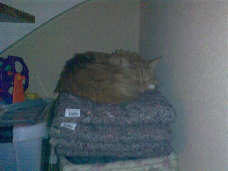 Maine Coon samson - nej det er ikk prinsessen på ærten men kongen på ærten:) billede 2