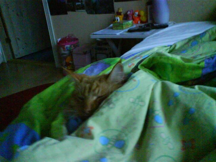 Maine Coon samson - han kan finde de mærkeligst steder at sove:) billede 3