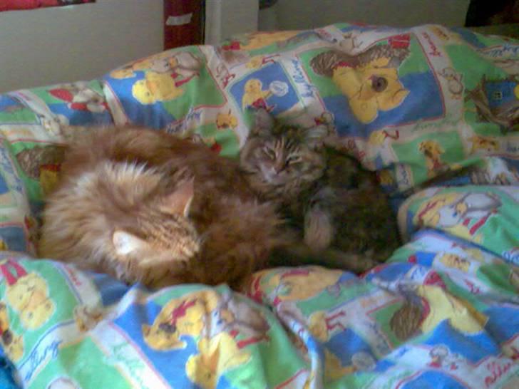 Maine Coon samson - skal lige vaskes sammen med sille billede 4