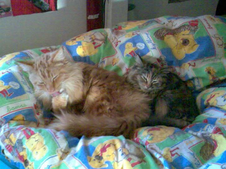 Maine Coon samson - og igen billede 5