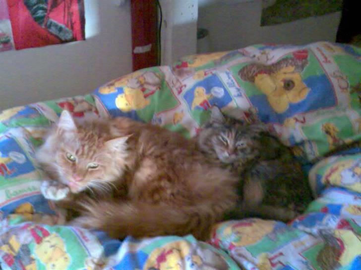 Maine Coon samson - og igen igen billede 6