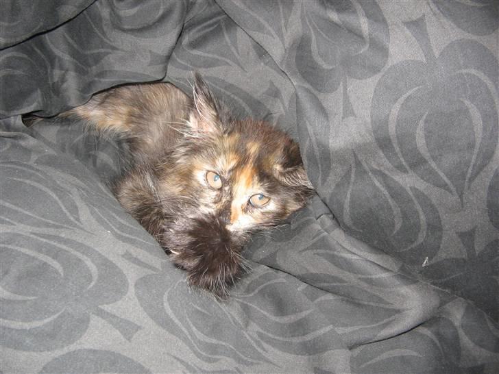 Maine Coon Mille billede 9