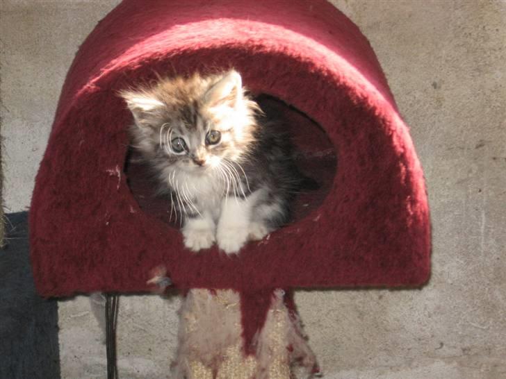 Blanding af racer Düchees SOLGT - hej´sa vilkommen til min profil... billede 1