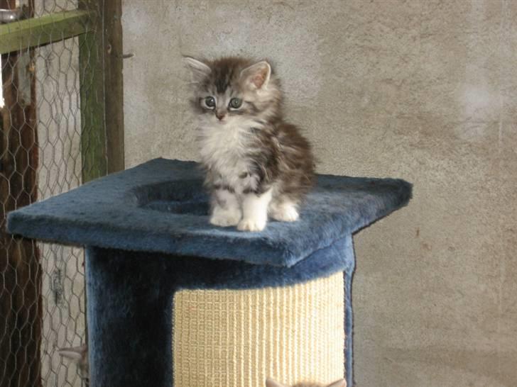 Blanding af racer Düchees SOLGT - ca. 7 uger gammel. billede 2