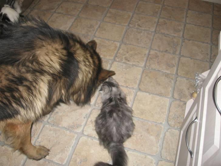 Blanding af racer Düchees SOLGT - jeg er også sulten  billede 3