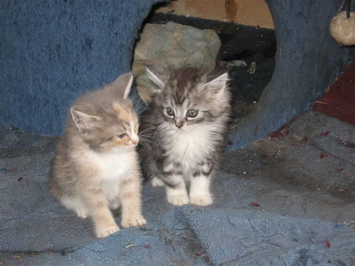 Blanding af racer Düchees SOLGT - mig og søs ca 7 uger gammel. billede 4