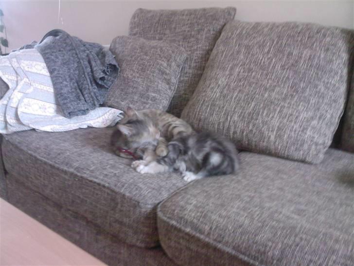 Blanding af racer Düchees SOLGT - bliver lige vasket af mor.. 11 uger gammel. billede 5