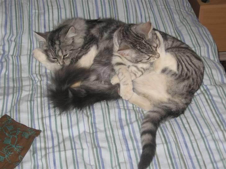 Blanding af racer Düchees SOLGT - vasketid billede 6