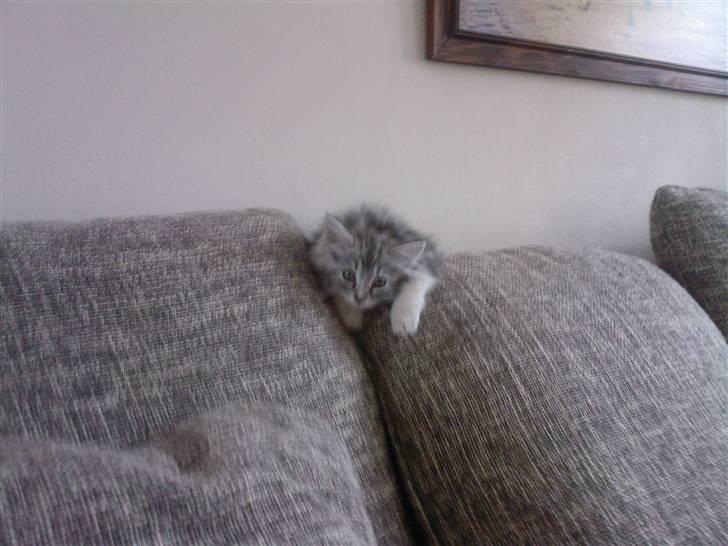 Blanding af racer Düchees SOLGT - 11 uger gammel.. leger gemmeleg.. billede 7