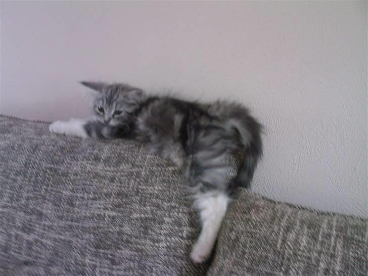 Blanding af racer Düchees SOLGT - 11 uger gammel.. blev lige lidt træt.. billede 8