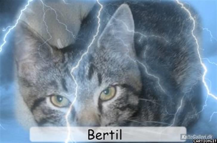 Huskat Bertil billede 14
