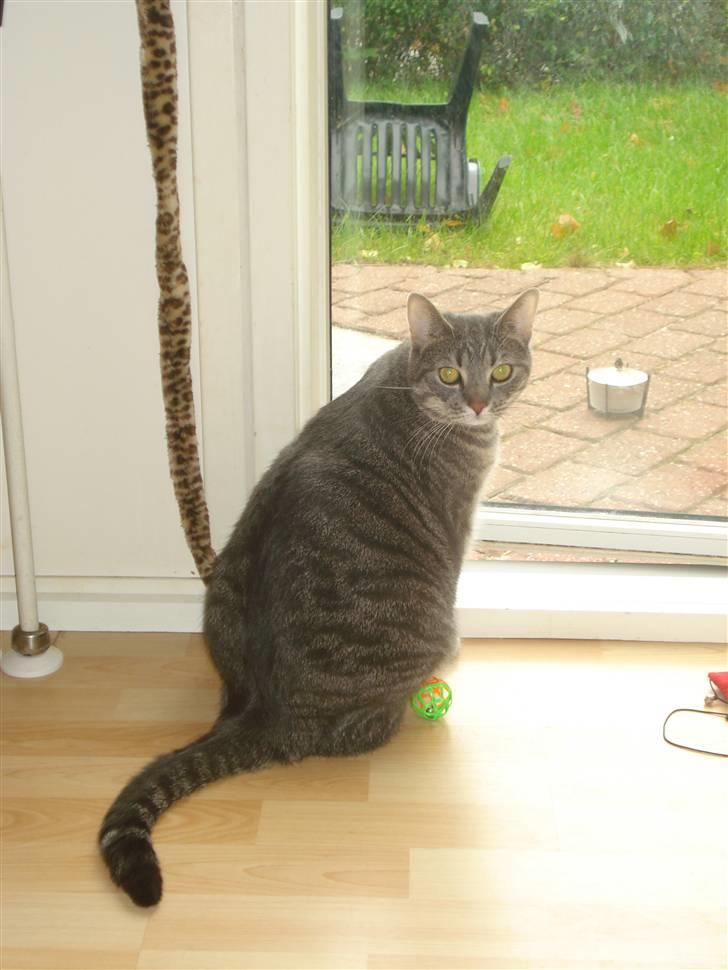 Huskat Hilda. R.I.P - Jeg elsker hende i hvert fald... billede 13