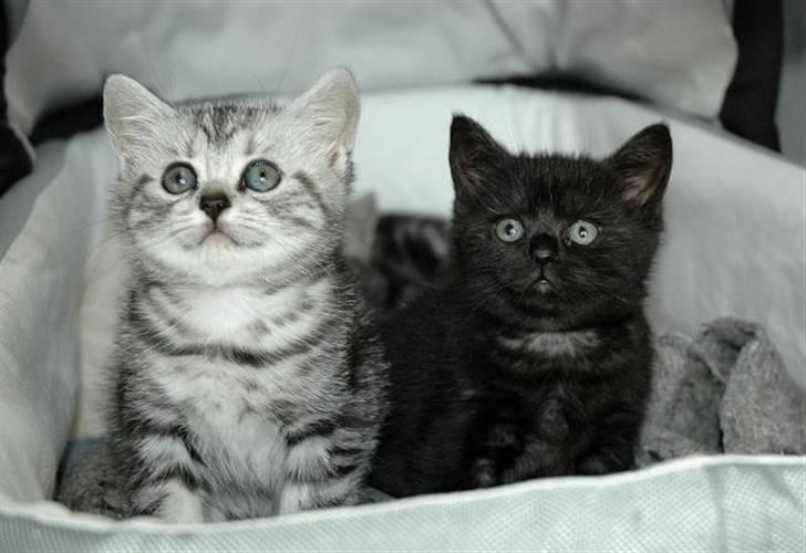 British Shorthair blondig - Mig sammen med min søster Bisseline. billede 1