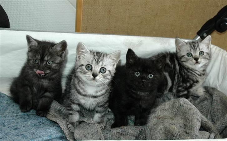British Shorthair blondig - Her er jeg sammen med alle mine søskende.  billede 2