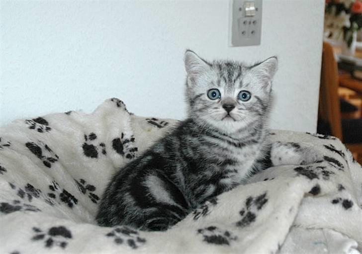 British Shorthair blondig - Også så smukke mig. Jeg ligner meget min bror Balto.. billede 3