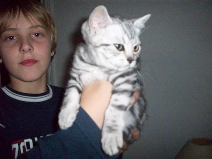 British Shorthair blondig - Så er jeg 14 uger gammel. Sød ikke? billede 4