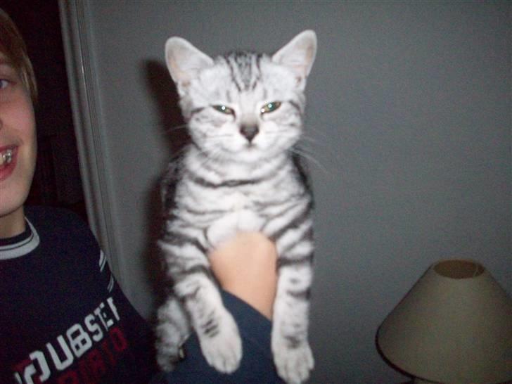 British Shorthair blondig - Smiler sødt :) billede 5