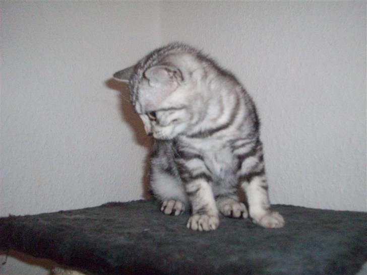 British Shorthair blondig - mor set lige nogen ind med hvor jeg er stor tak billede 6