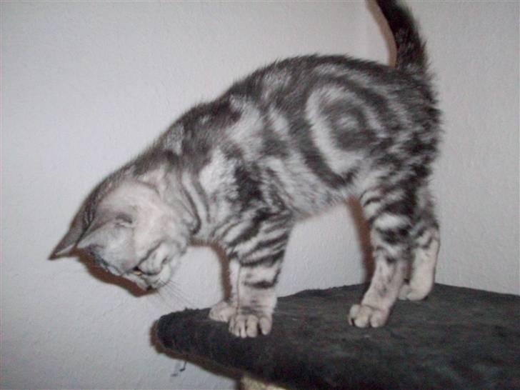 British Shorthair blondig billede 7