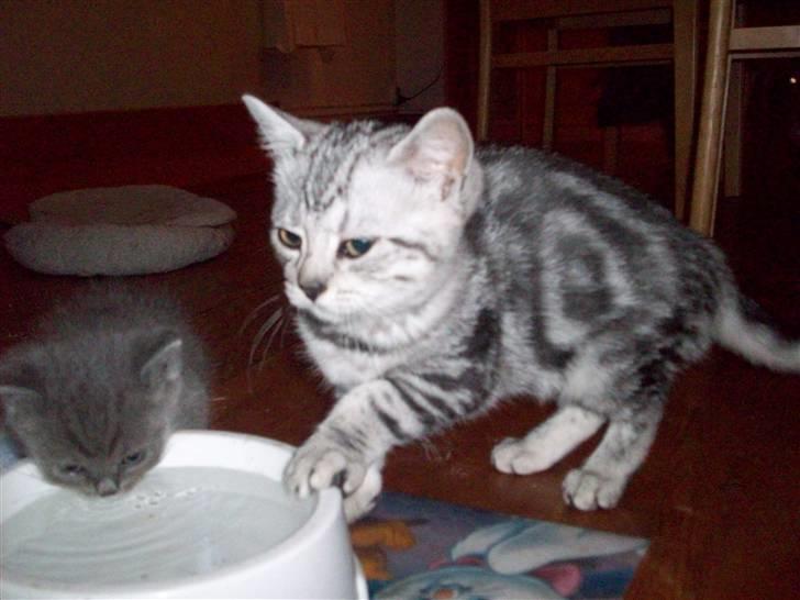 British Shorthair blondig billede 8