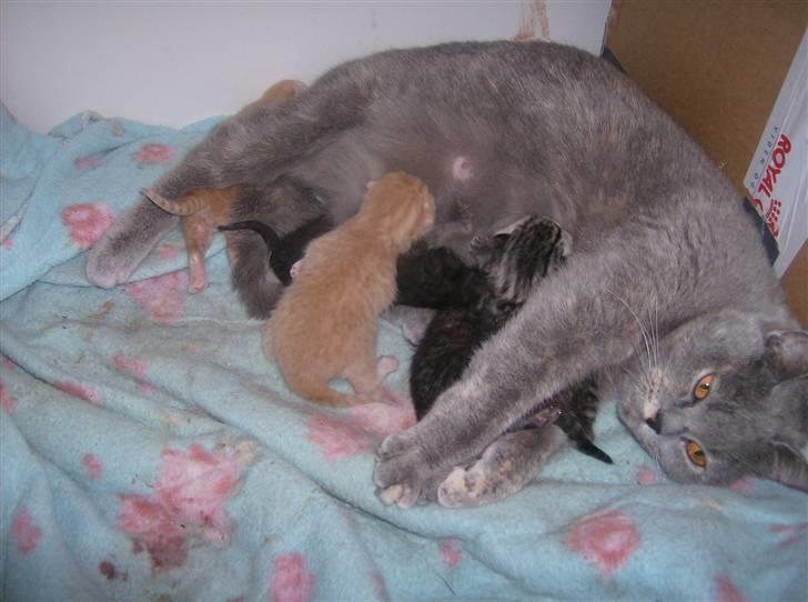 British Shorthair Kiara - se mine guld klumper kiara er en rigtig go mor  billede 2