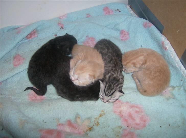 British Shorthair Kiara - velkommen til verden el dorado-elliet-erik-edgra-og esmaralda  billede 3