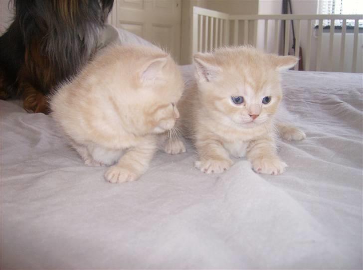 British Shorthair Kiara - el dorado- elliet billede 4