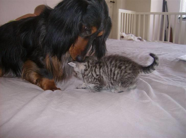 British Shorthair Kiara - silas hjælper lige med at killingerne sider pent når der skal tages billeder billede 5