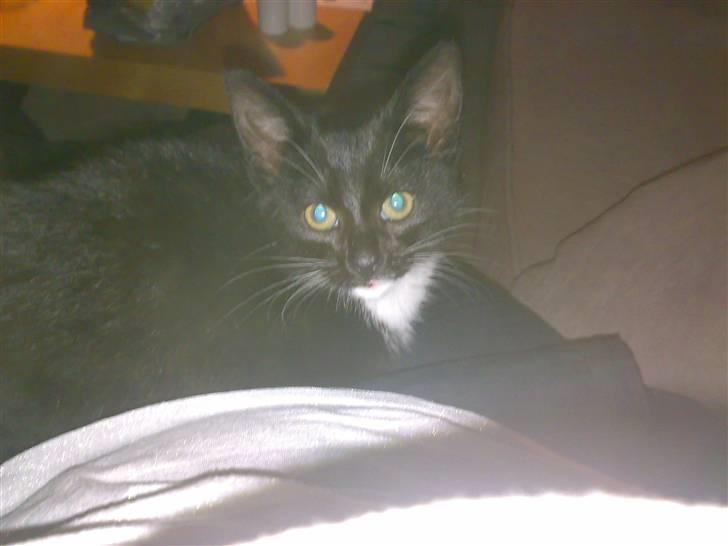 Blanding af racer Tiller  billede 1