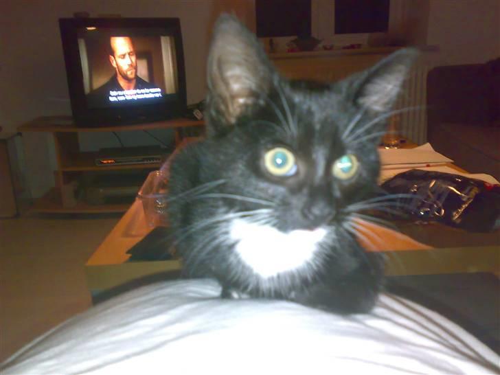 Blanding af racer Tiller  billede 2