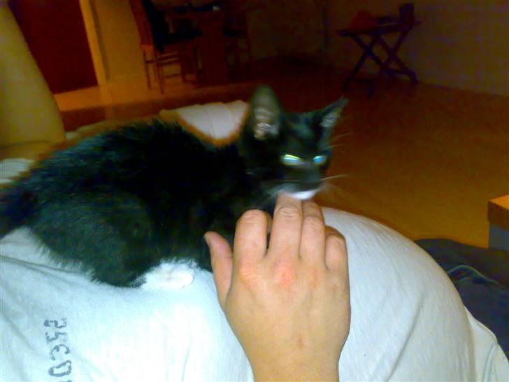 Blanding af racer Tiller  billede 3