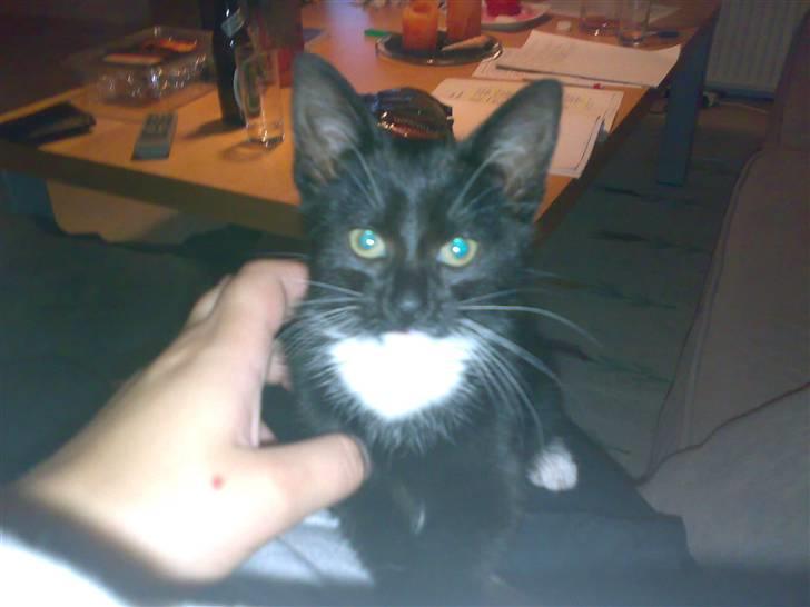 Blanding af racer Tiller  billede 4