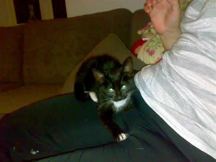 Blanding af racer Tiller  billede 5